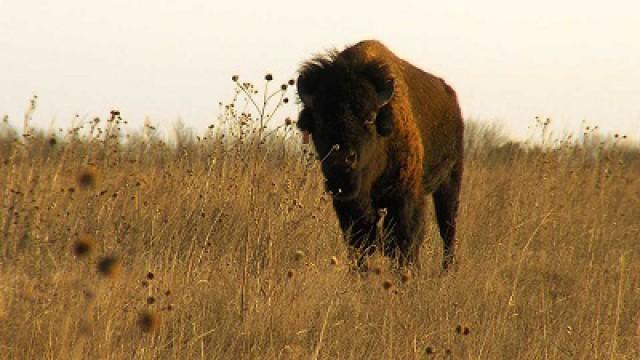 Saving Bison, Hunting Access & Corralling CWD