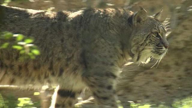 Bobcat City, Ranch Reboot & Coastal Birds