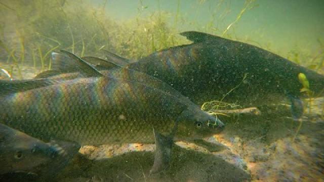 Say Cheese, Blue Suckers & Nature Photos