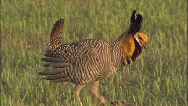 Prairie Chickens, Gargantuan Gar & Lionfish