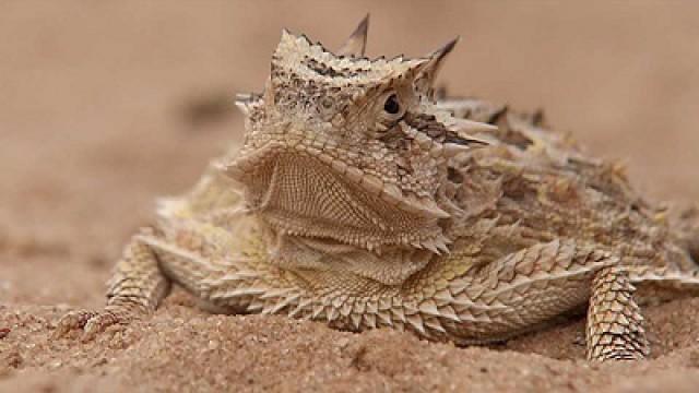 Horned Lizards, Young Guns & Outdoor Ethics