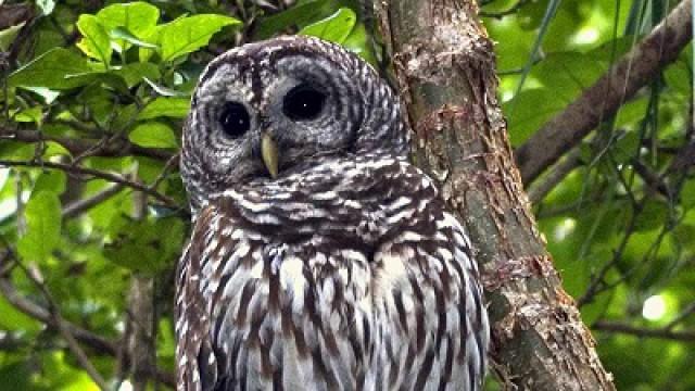 Bird Man, Fishing Support & Powderhorn Legacy