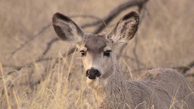Mule Deer, Game Warden Aid & Wild Wings
