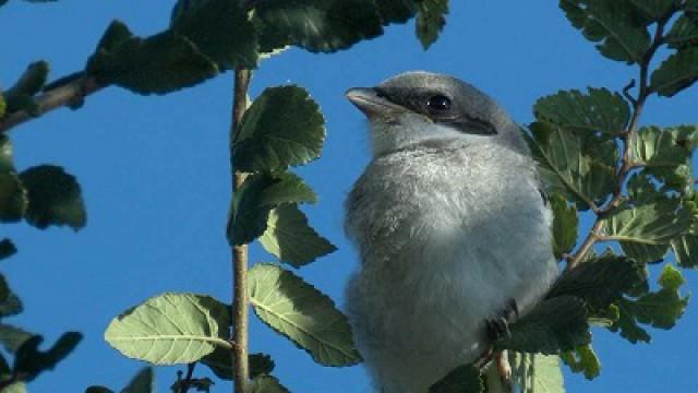 Nesting Shrikes, Beautiful Butterflies & Outdoor Families