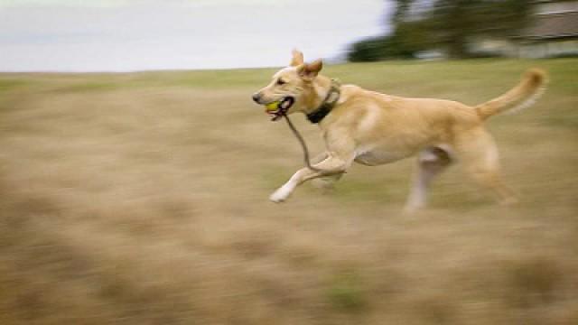 K-9 Wardens, the Trailer Camera & Grasslands Sunset