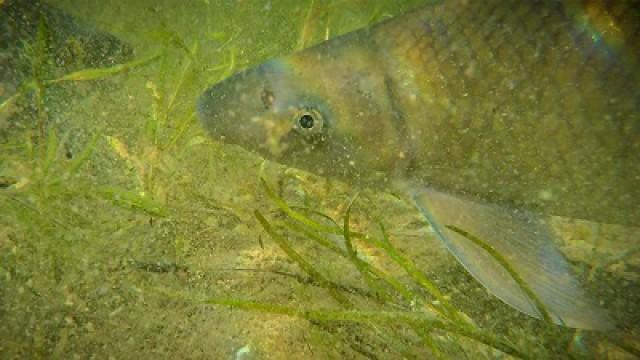 Blue Suckers, Buffalo Soldiers & Lake Wichita