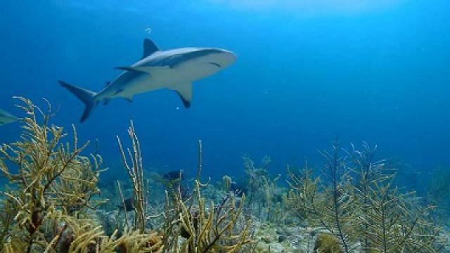 Saving Sharks, Trail Family Ranch & Campus Camper