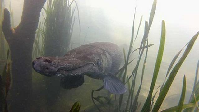 Gargantuan Gar, Quail Research, A Big Bass