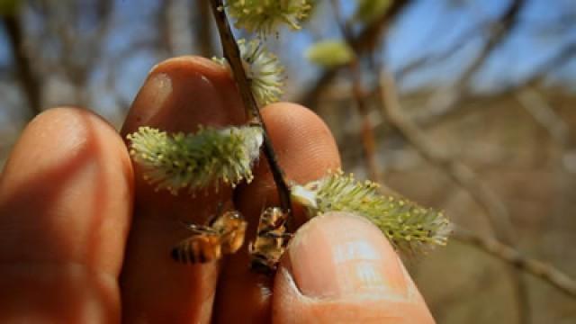 Bees/Amazon Animal/Wine