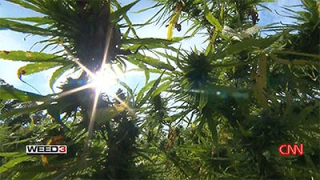 Weed 3: The Marijuana Revolution: Dr. Sanjay Gupta Reports