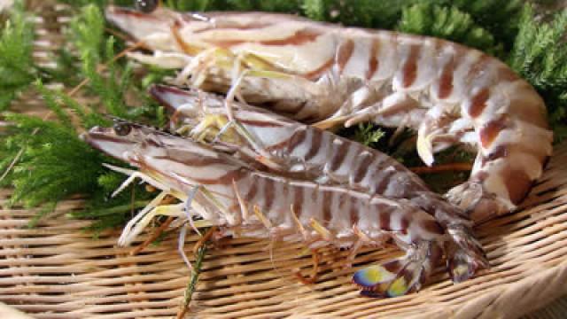 Kuruma-Ebi