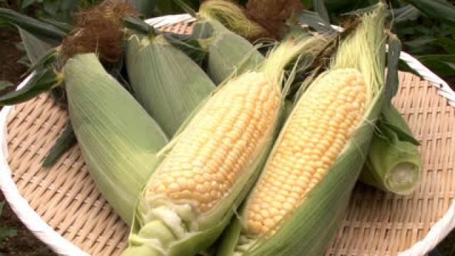 Corn