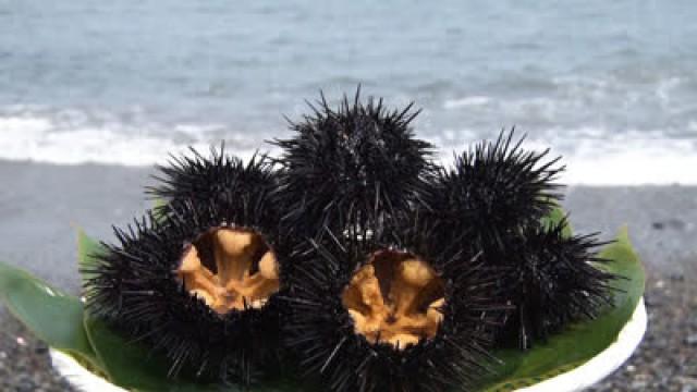 Sea Urchin