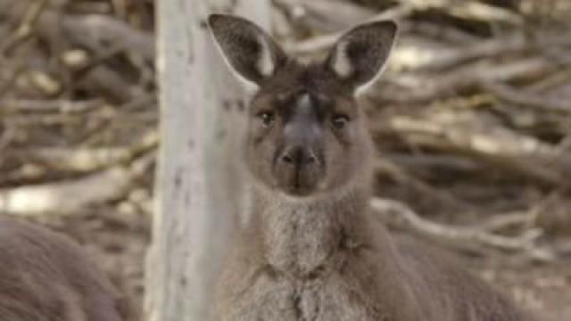 Kangaroo Island