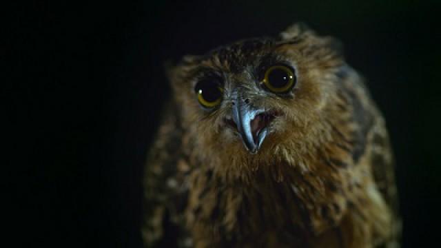 Night of the Living Dead