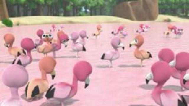 The Flamingo Ballet