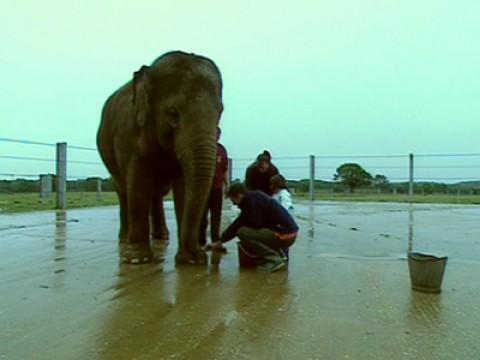 Washing the Elephant