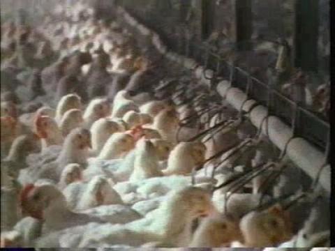 Farms: Chickens and Pigs – Animal Production