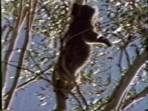 Australia: Koalas