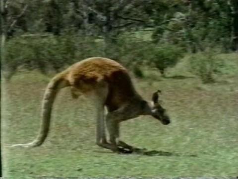Australia: Kangaroos