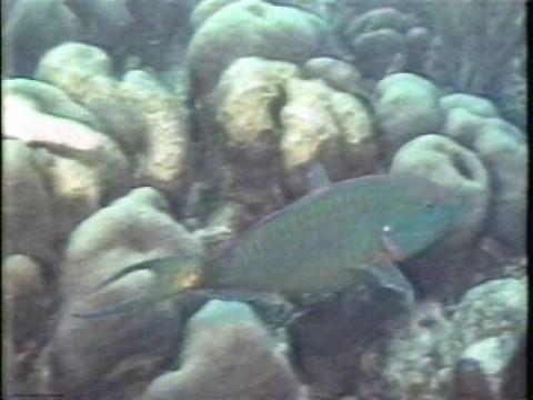 Island: Parrot Fish
