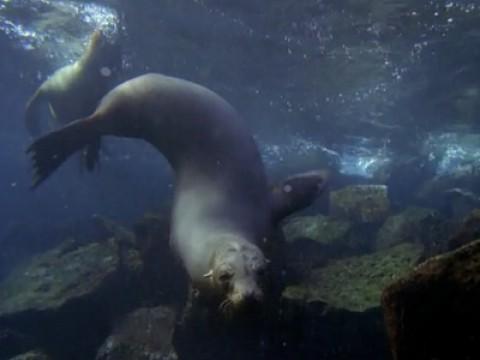 Galapagos: The Enchanted Voyage