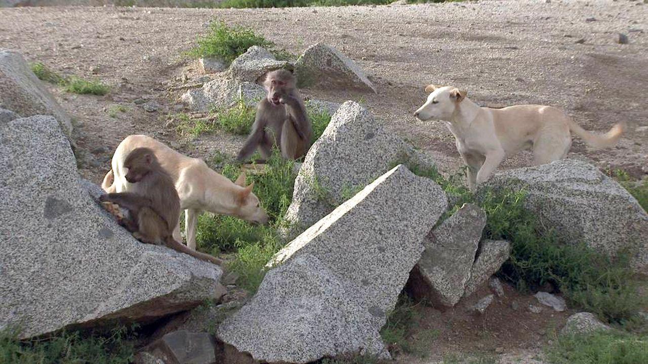 Evolution in progress