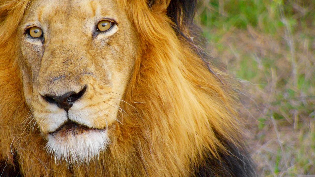 Africa's Wild Horizons