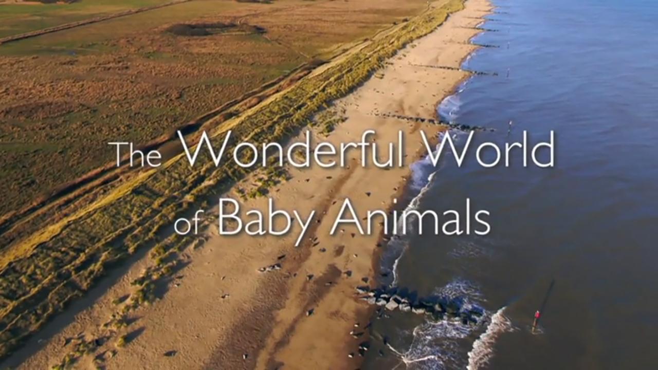 Wonderful World of Baby Animals