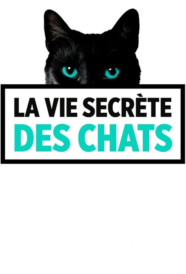 The Secret Life of Cats (FR)