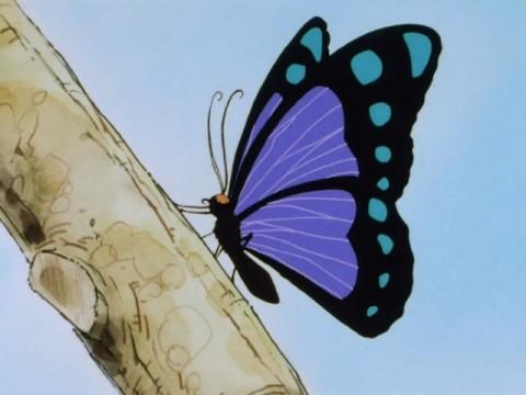 自然の宝・美しき蝶を守れ!