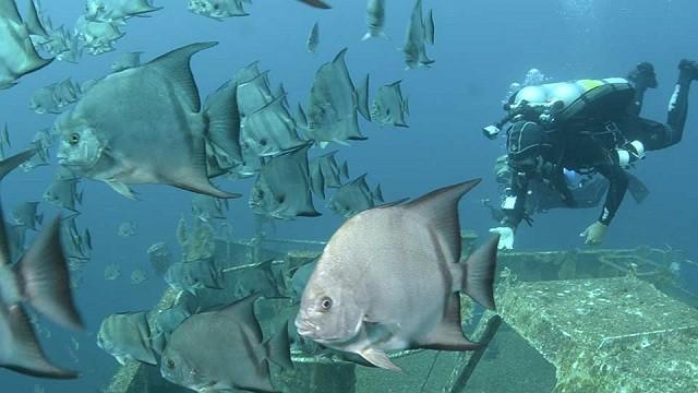 Fox Finders, Kraken Diving, Brushland Birds