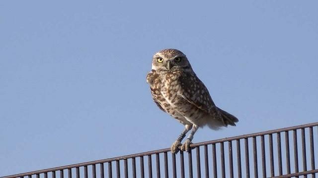 The Science of Wildlife