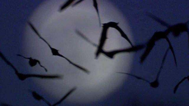 Bat Noses, Mentored Hunt, Environmental Example