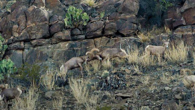 Desert Bighorn, Crappie Guys, Cooking Crappie