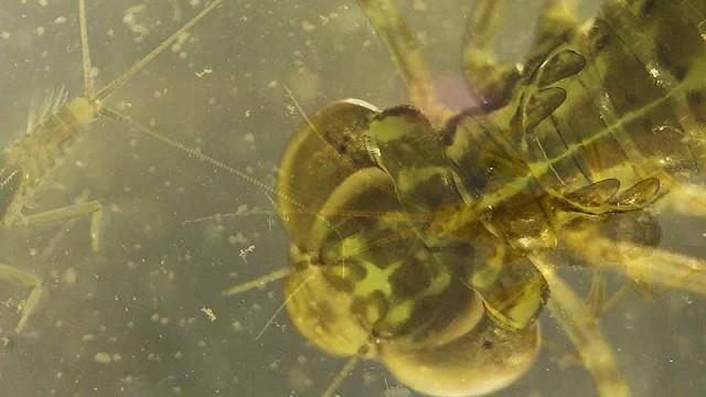 Grubh's Bugs, Lake Colorado City, Learning Stewardship