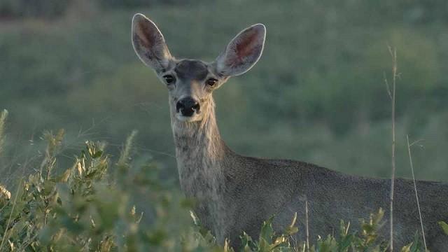 Mule Deer, Sea Rim Sounds, Dinosaur Tracks