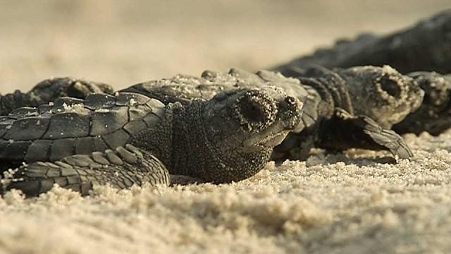 Saving Sea Turtles, Powderhorn Ranch, Best of Bruce