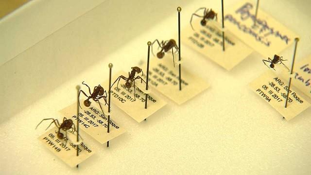 Crazy Ants, Birding Legend, Pigfoot Deer