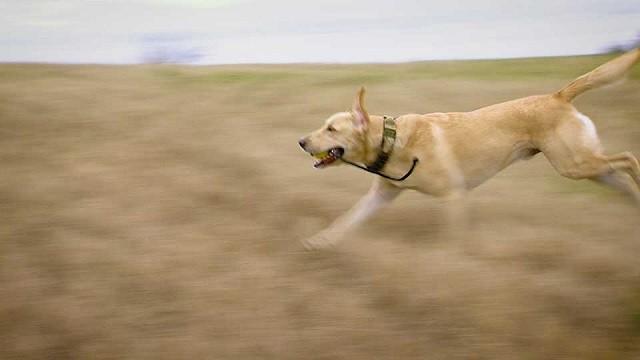 Woofing Wardens, Spring Saver, Birding Friends