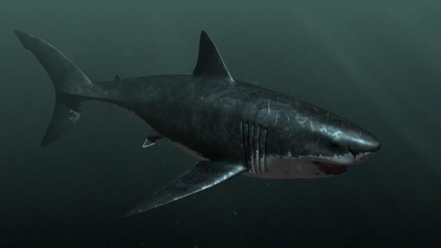 Expedition Unknown: Megalodon
