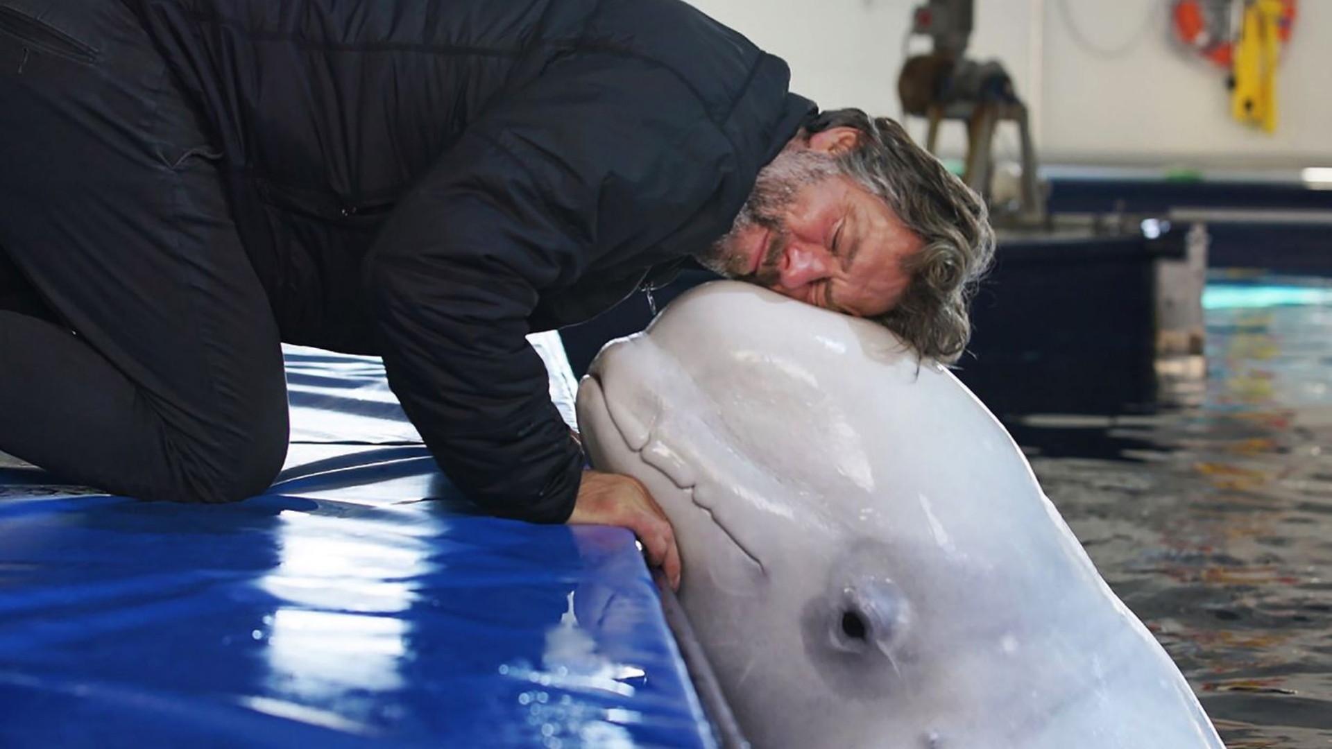John Bishop's Great Whale Rescue