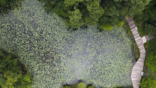 Bayou City, State Park Map Art & Gulf Coast Vibes