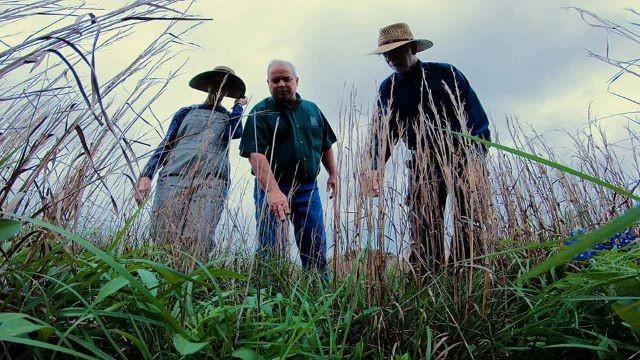Bear Release, Restoring the Prairie & Plains Playas
