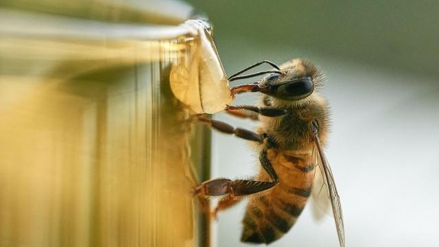 Faut-il installer des ruches dans les villes ?