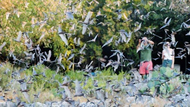 Trail Taming Troubadour, Melton Ranch, Park Arts