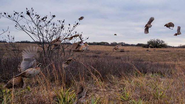 Protecting Devils, Coastal Classroom & Lake Corpus Christi