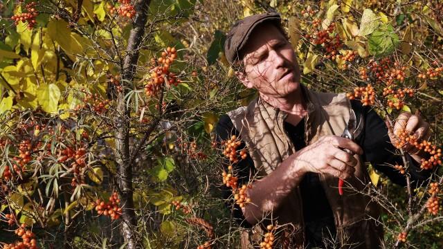 Majshøst og Havtorn