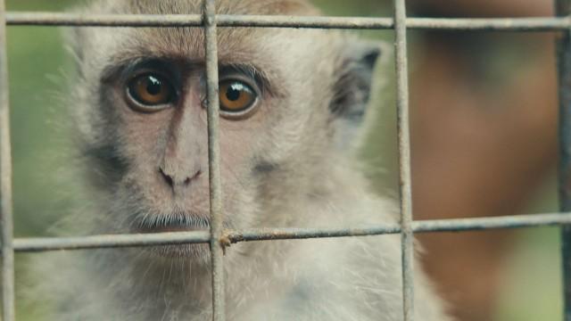 Wildlife Market