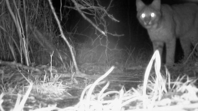 Watching Wildlife, Preservation Partners, Guadalupe River
